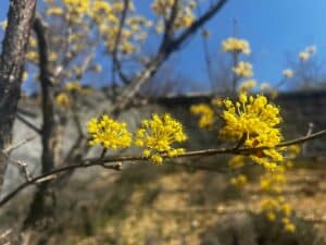 Spring in Branson, Missouri