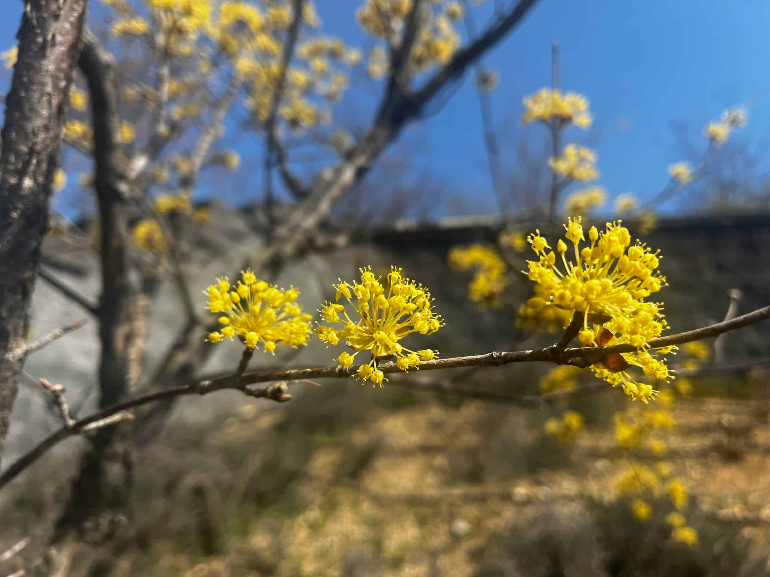 Spring in Branson, Missouri