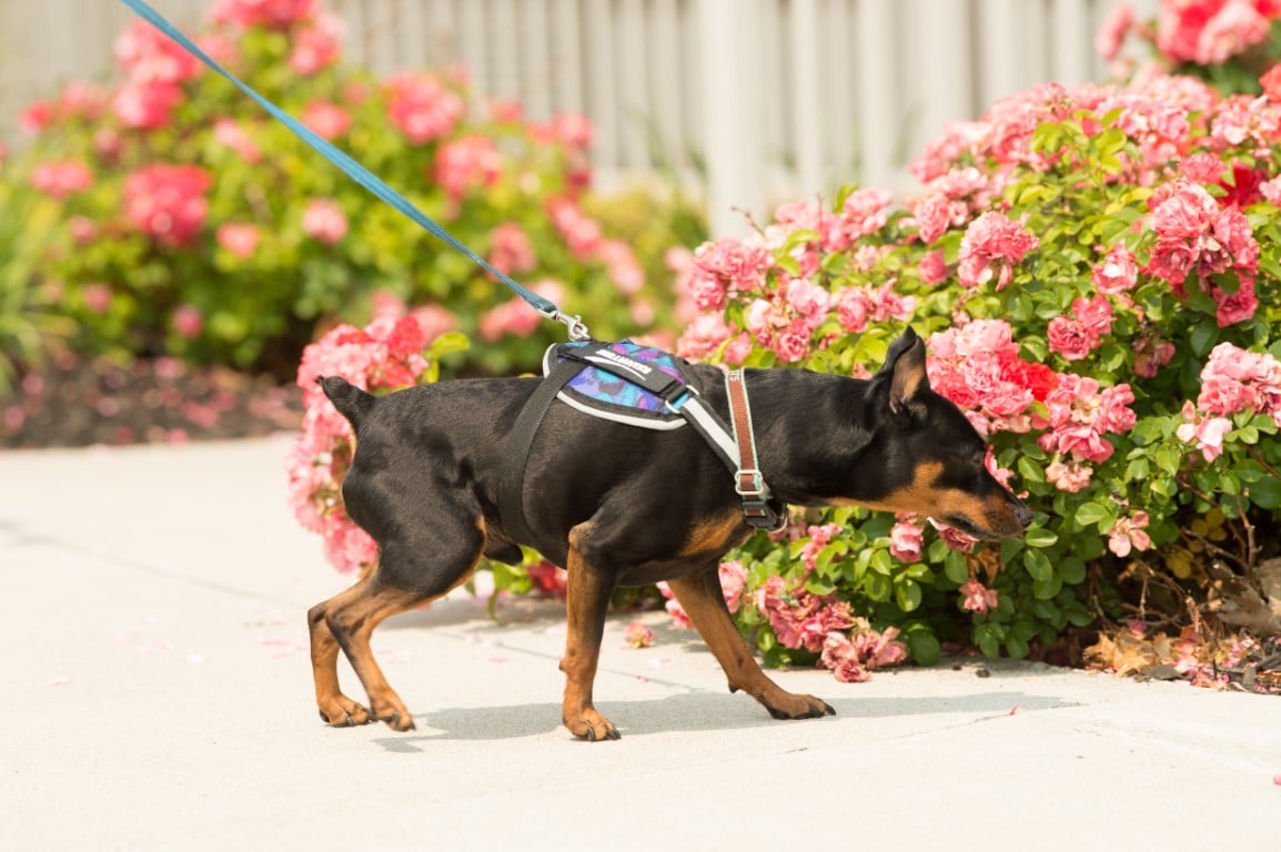 HotelGrandVictorian-PetFriendly-HotelRooms.jpg