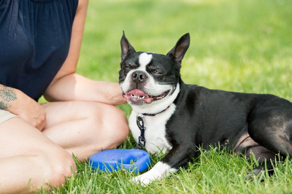 PetFriendlyHotelsInBranson-HotelGrandVictorian.jpg